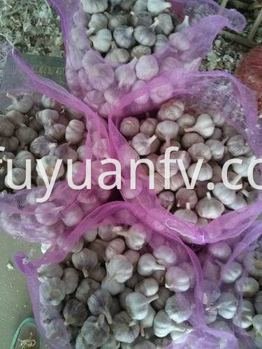  fresh garlic to Sri lanka 